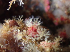 Alcyonium coralloides
