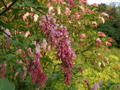 Syringa komarowii
