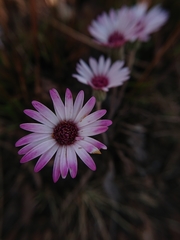 Gerbera viridifolia