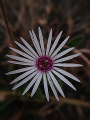 Gerbera viridifolia