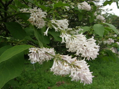 Syringa wolfii