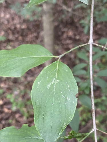 Cornus mas
