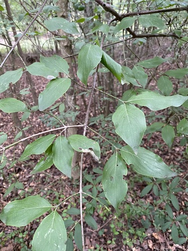 Cornus mas