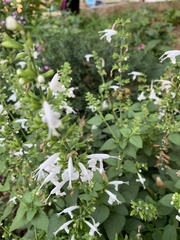 Magnoliopsida