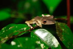 Polypedates colletti