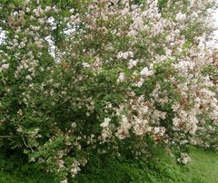 Syringa pubescens microphylla