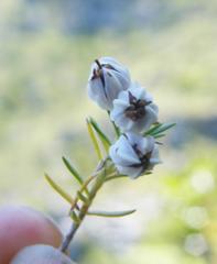 Erica triflora