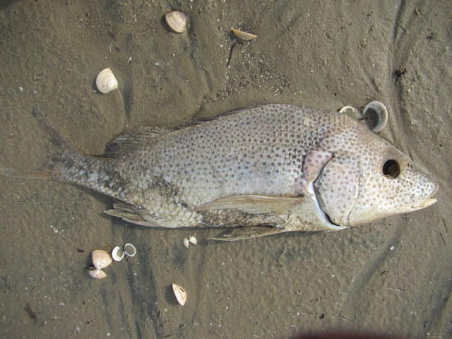 Cock grunter (Pomadasys multimaculatus) — Haemulidae