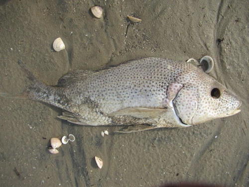 Cock grunter (Pomadasys multimaculatus) — Haemulidae