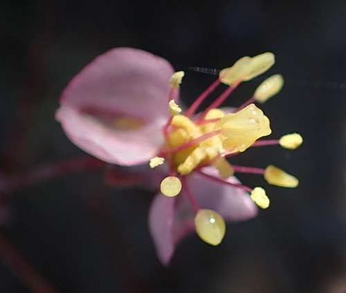 Kewa salsoloides (Kewa salsoloides)