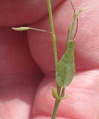 Psoralea plauta