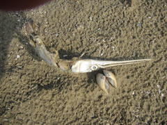 Tylosurus crocodilus crocodilus