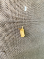 Megalopyge pyxidifera