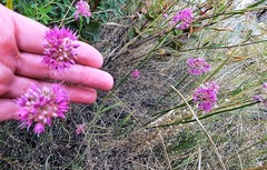 Reticulatobulbosa