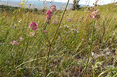 Reticulatobulbosa