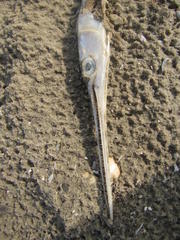 Tylosurus crocodilus crocodilus