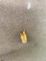 Megalopyge pyxidifera