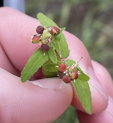 Euphorbia vermiculata