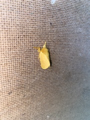 Megalopyge pyxidifera