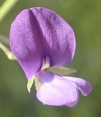 Psoralea plauta