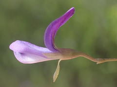 Psoralea plauta