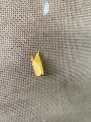 Megalopyge pyxidifera