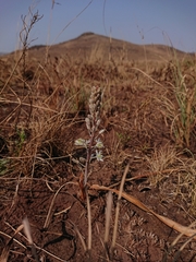 Drimia sanguinea