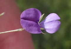 Psoralea plauta