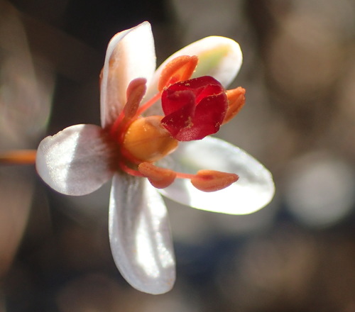 Image of Pharnaceum confertum by (c) Nicola van Berkel, some rights reserved (CC BY-SA)