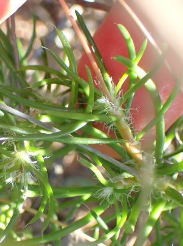 Image of Pharnaceum confertum by (c) Nicola van Berkel, some rights reserved (CC BY-SA)