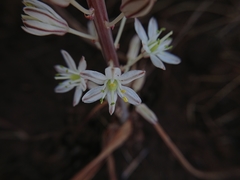 Drimia sanguinea