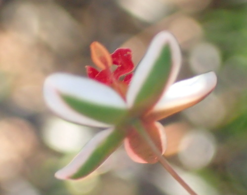 Image of Pharnaceum confertum by (c) Nicola van Berkel, some rights reserved (CC BY-SA)