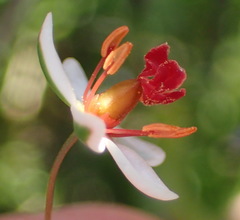 Pharnaceum confertum