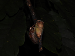 Cryptotympana atrata