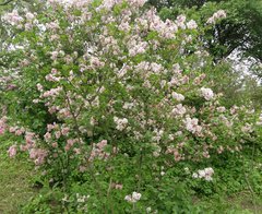 Syringa meyeri