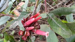 Macleania cordifolia