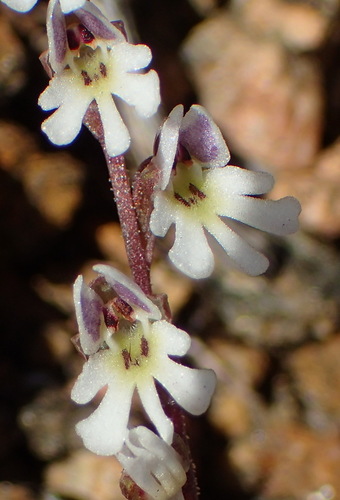 Image of Holothrix aspera by (c) Nicola van Berkel, some rights reserved (CC BY-SA)