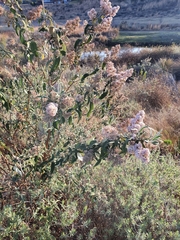 Buddleja salviifolia