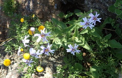 Jamesbrittenia racemosa