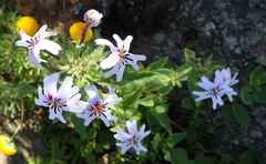 Jamesbrittenia racemosa