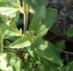 Jamesbrittenia racemosa
