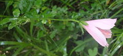 Hibiscus pedunculatus