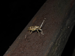 Acalolepta permutans paucipunctata