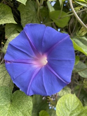 Ipomoea