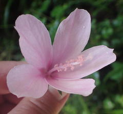 Hibiscus pedunculatus