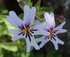 Jamesbrittenia racemosa