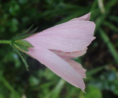 Hibiscus pedunculatus