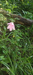 Hibiscus pedunculatus