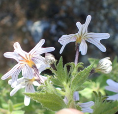Jamesbrittenia racemosa