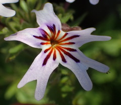 Jamesbrittenia racemosa